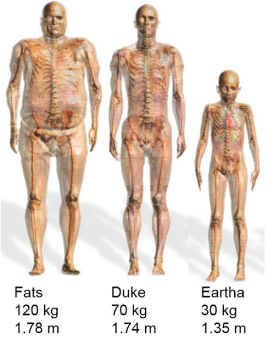 Figure 2: Les fantômes anatomiques humains utilisés dans l'étude.